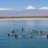 Tour por laguna Cejar en San Pedro de Atacama - Imagen 8