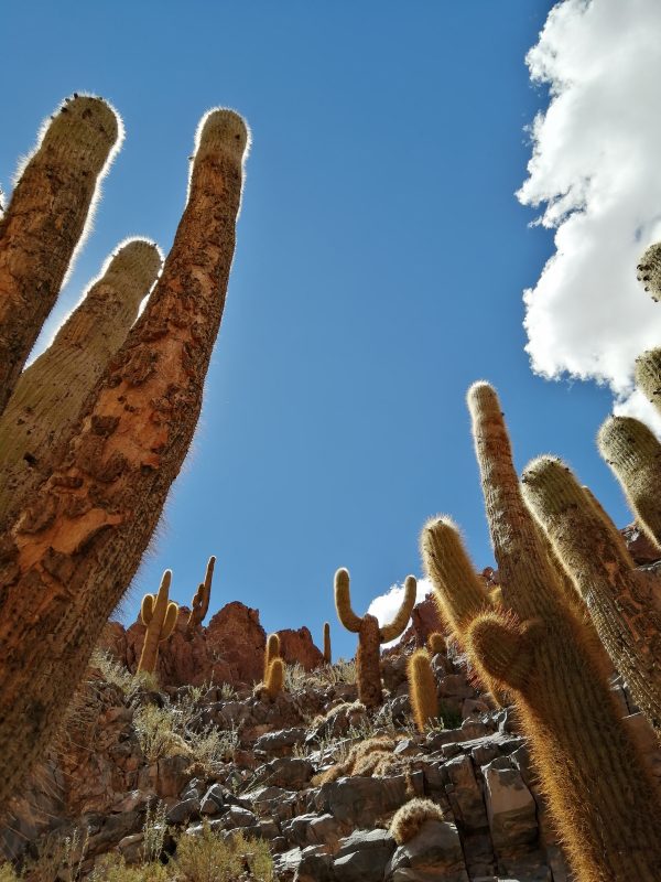 Trekking cactus - San Pedro Atacama