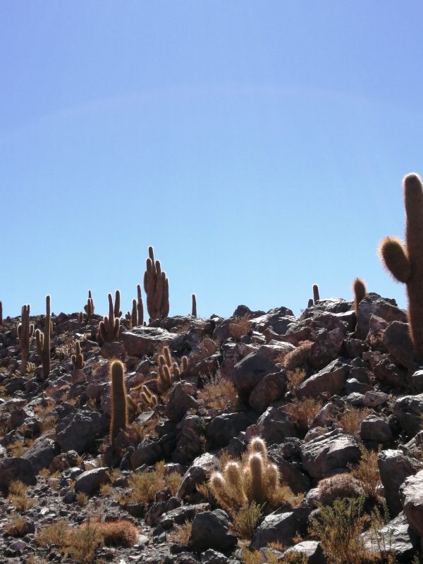 Trekking Valle de los cactus