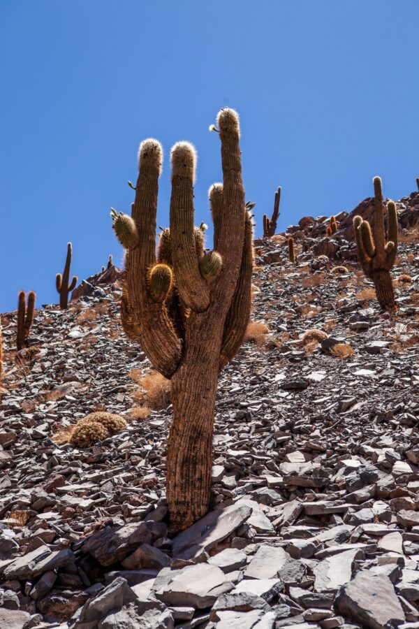 Cascada escondidas + Valle de cactus - Imagen 4