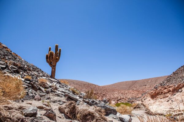 Trekking valle de los Cactus - Imagen 9