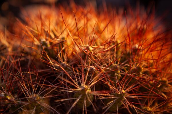 Trekking valle de los Cactus - Imagen 5