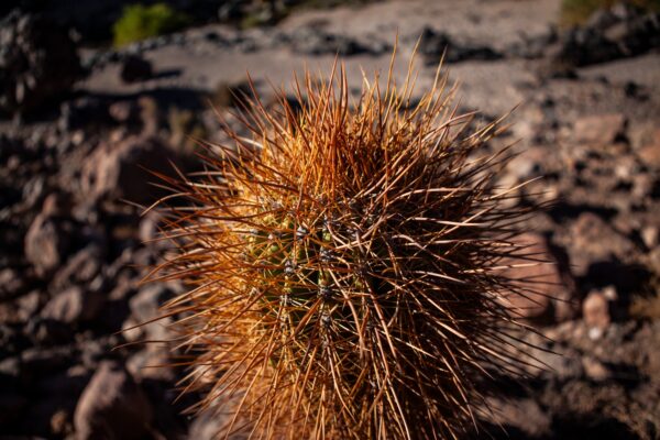 Trekking valle de los Cactus - Imagen 7