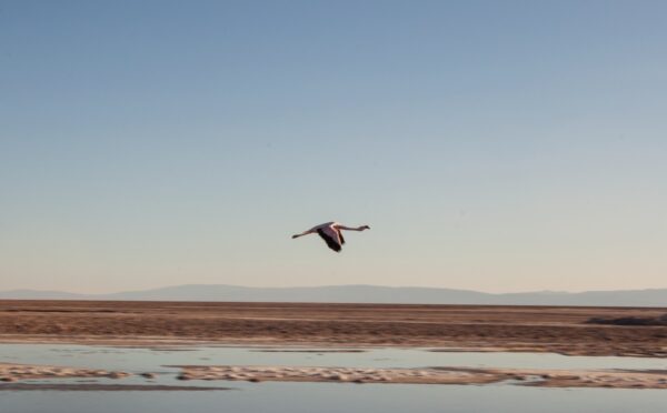 Tour a Toconao, Quebrada de Jerez y Laguna Chaxa - Imagen 10