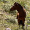 Parque Natural El Morado (San José de Maipo) - Image 6
