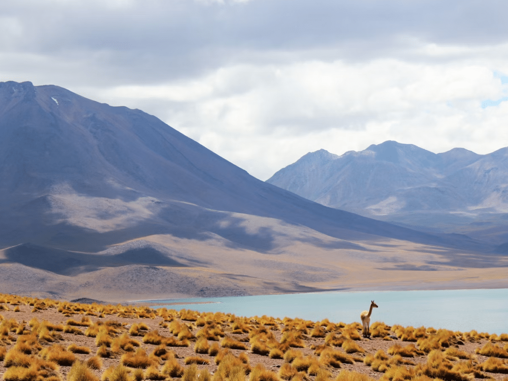 San Pedro de Atacama actividades feriados 18 septiembre