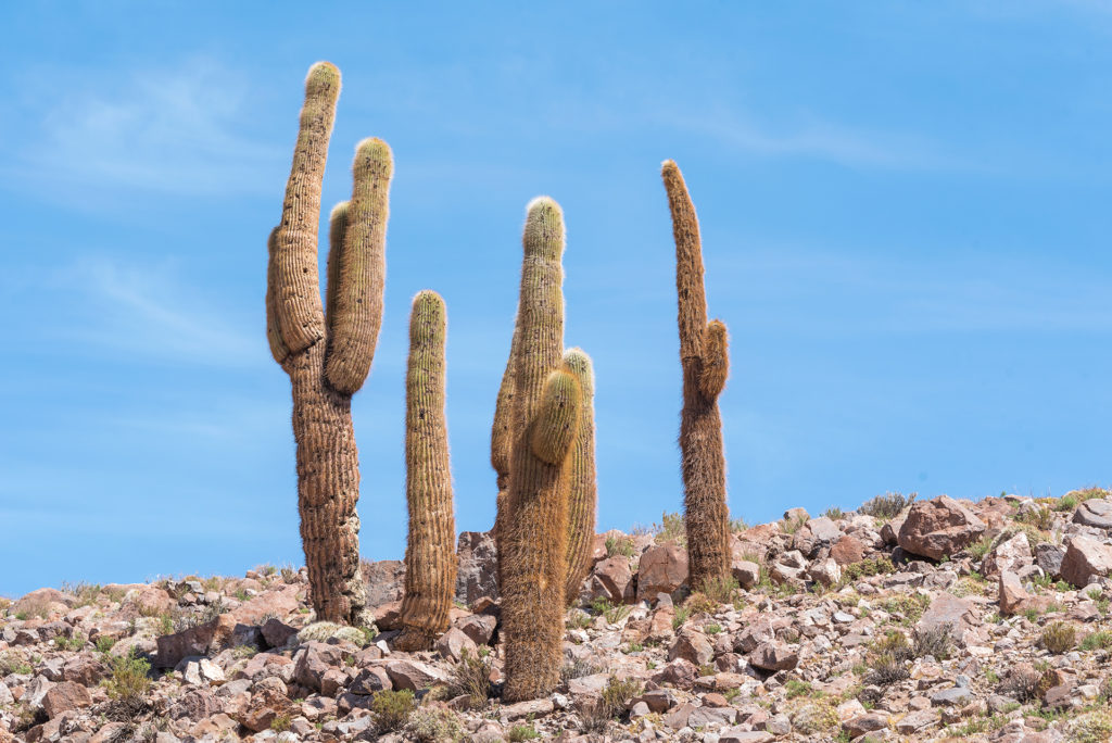 clima atacama